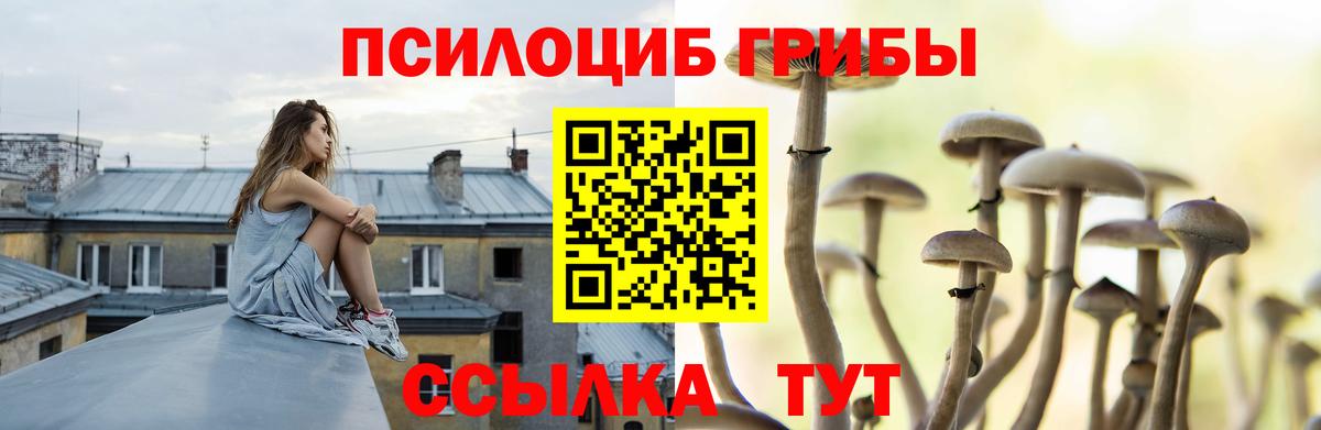 Псилоцибиновые грибы Psilocybe Норильск